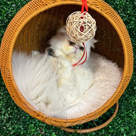 Egg Chair for small pet - Picture 2 of 6